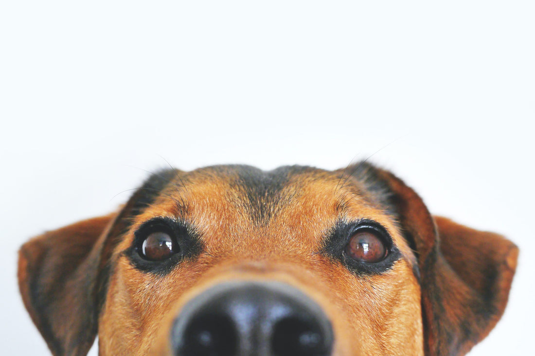 Comment savoir si mon chien est jaloux ? | Indices et Solutions
