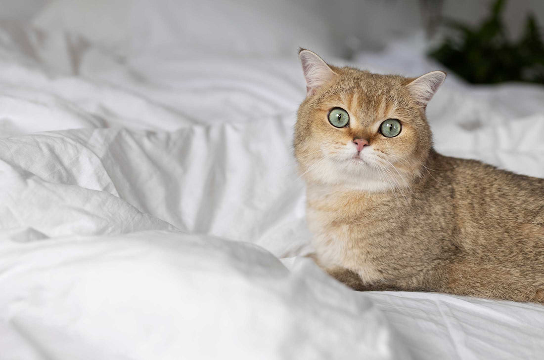 Pourquoi mon chat urine sur mon lit ? Les causes et les solutions