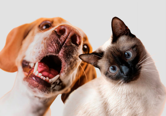 🐾 Chien et chat : combien de temps pour qu’ils puissent cohabiter ensemble ?