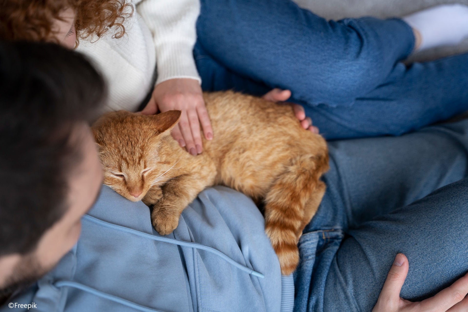Pourquoi mon chat ne dort plus avec moi ? ӏ Causes et solutions 🐈 – Klem  Klem