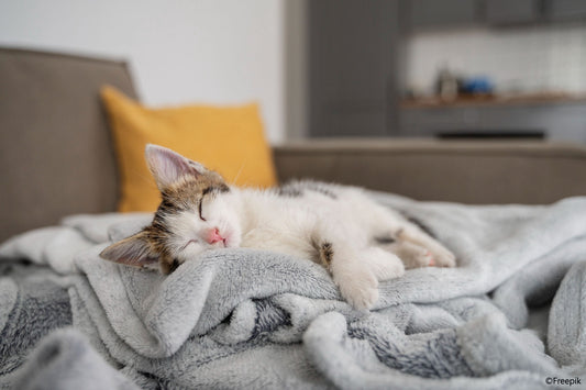 Pourquoi votre chat ronfle en dormant ? – Explications et solutions 🐱