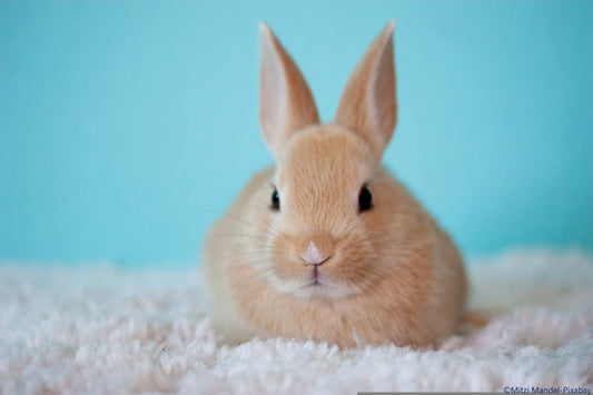 Le lapin qui boit beaucoup d’eau : doit-on s’inquiéter ou pas ? – On vous explique 🐰