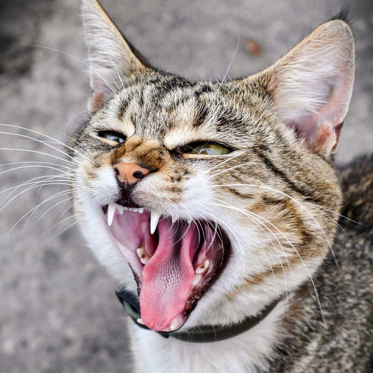Mon chat hurle tout le temps : pourquoi et que faire ?