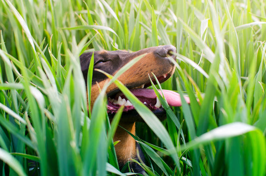 Pourquoi mon chien mange de l’herbe ? | Voilà comment réagir
