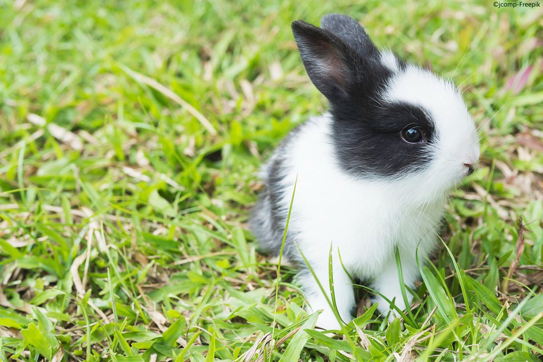 Mon lapin fait des crottes molles en grappe : qu’est-ce que cela signifie ?  🐰