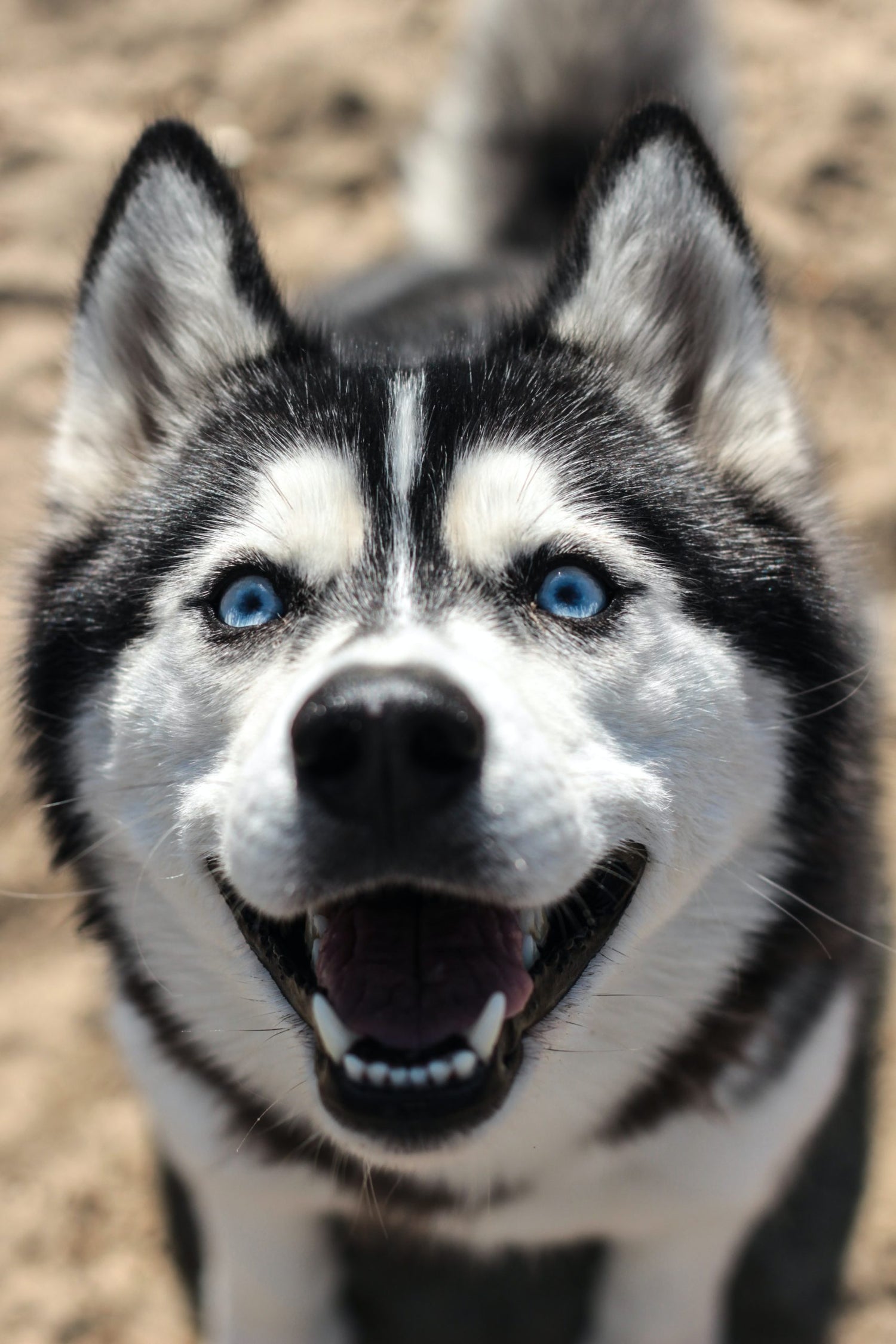 Pourquoi mon chien devient agressif le soir ? 3 Explications Klem Klem