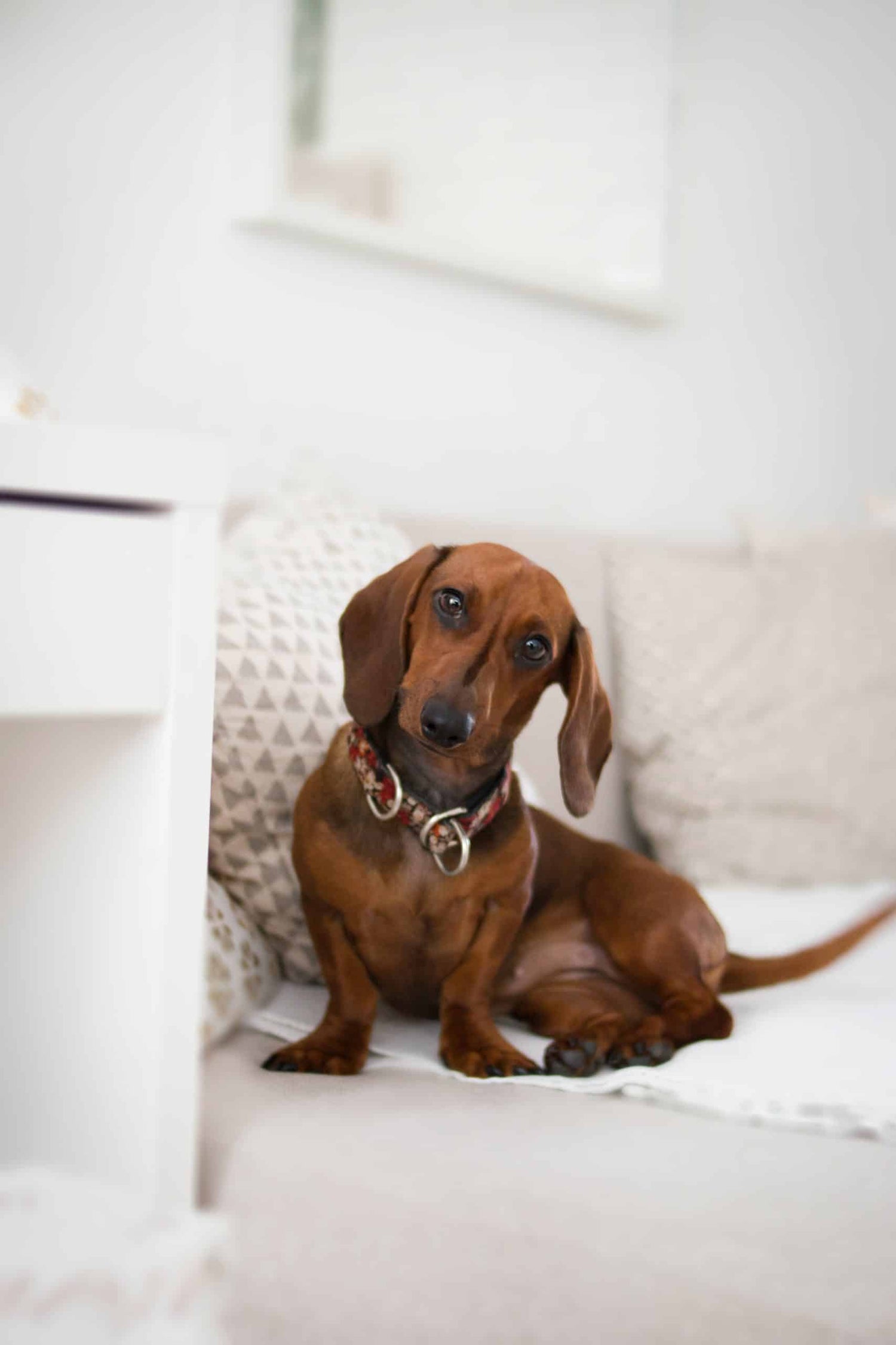 Pourquoi mon Chien se Mord la Queue ? 4 Raisons Klem Klem
